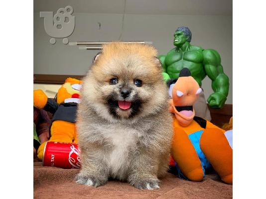 άνδρες και γυναίκες Pomeranian